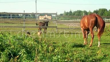 牧马人在农场的绿田里放牧. 马和驴牧场
